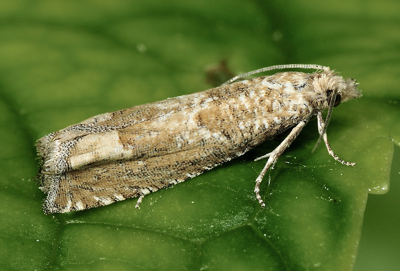 Tortricidae: Pelochrista mollitana e caecimaculana